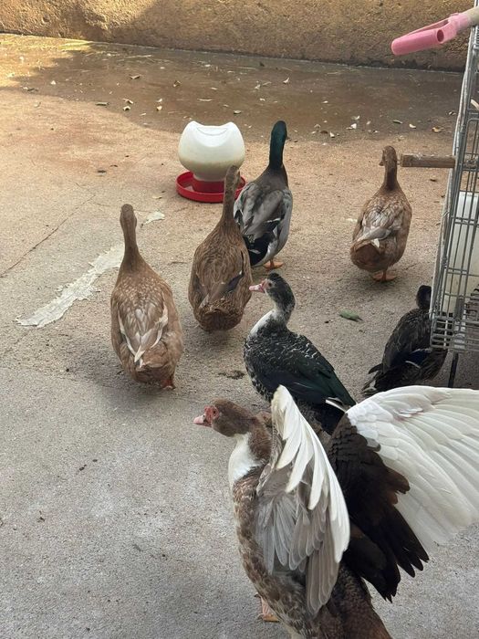 Patos Rouen x runner