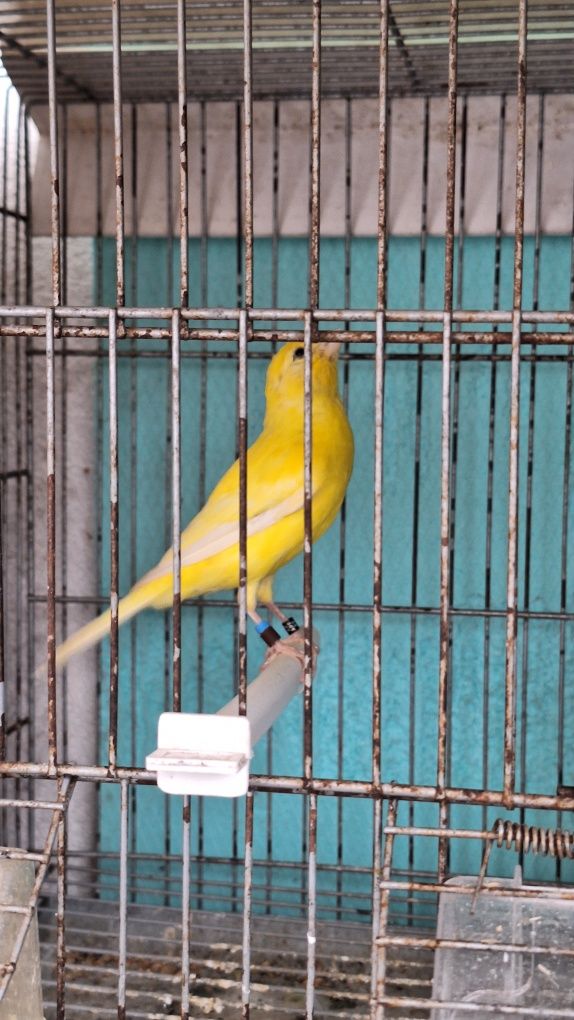 Canário Amarelo Intenso 2025