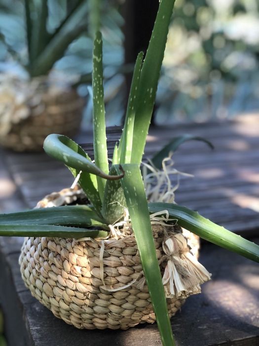 Алоє - вера , плетені кашпо