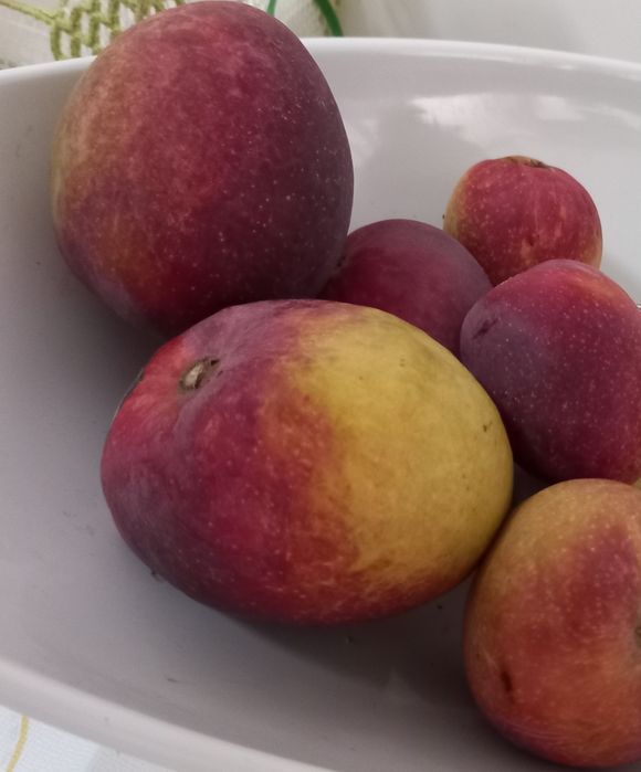 Árvores de fruta - Manga