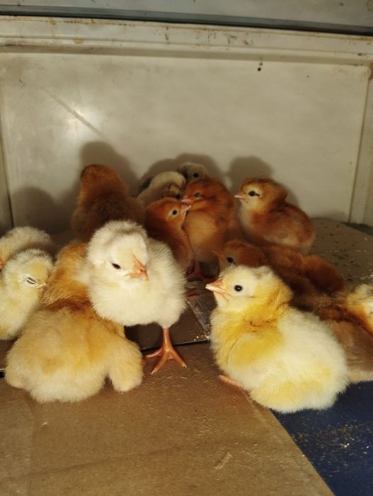 Яйця інкубаційні широкий асортимент