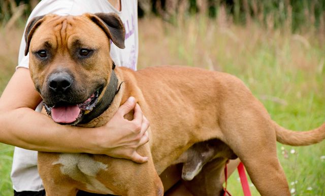 Clyde - jak pitbull - aktywny psiak szuka domu ADOPCJA