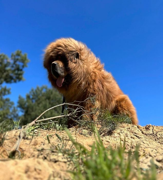 Mastif tybetański Zkwp Fci. REPRODUKTOR