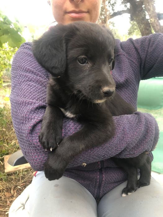 cachorros à procura de um novo lar