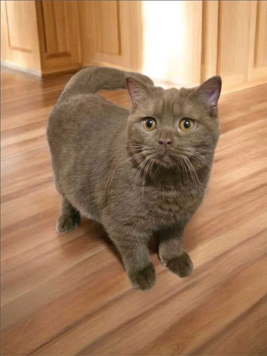 British Shorthair cinnamon com Lop