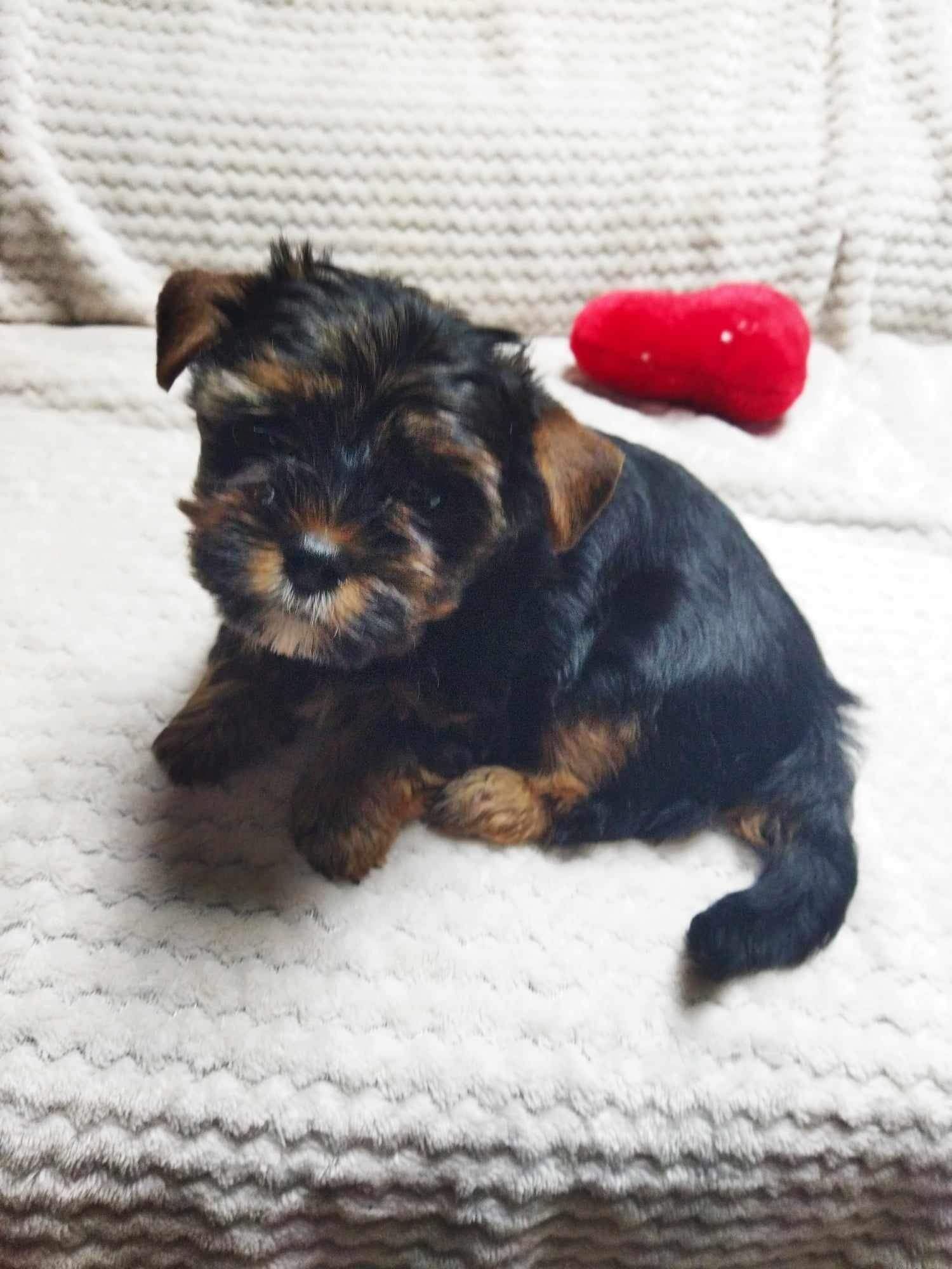 Piesek Dago Yorkshire Terrier