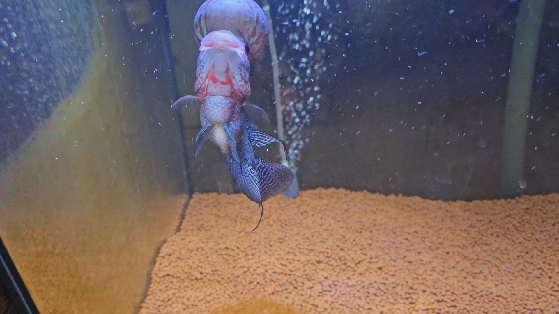 Flowerhorn 14/15cm