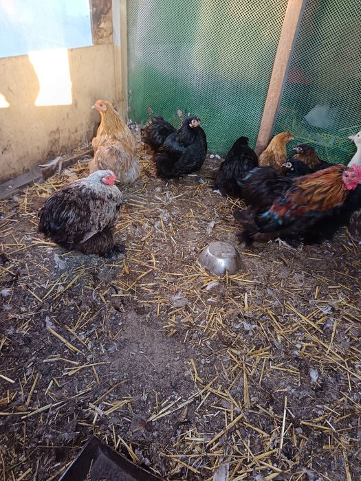 Kury i koguty kochin miniaturowy