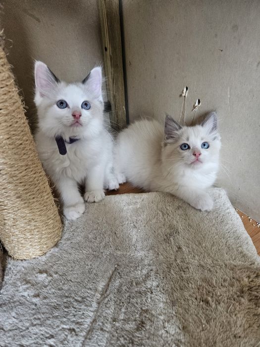 Kocięta Ragdoll do Rezerwacji