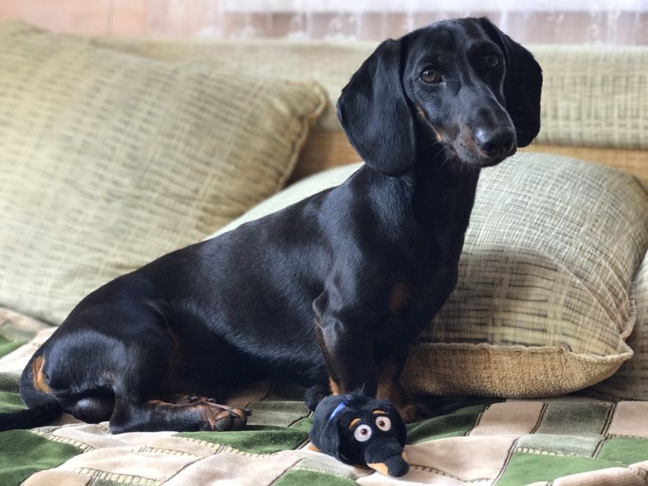 Кобель таксы вязка