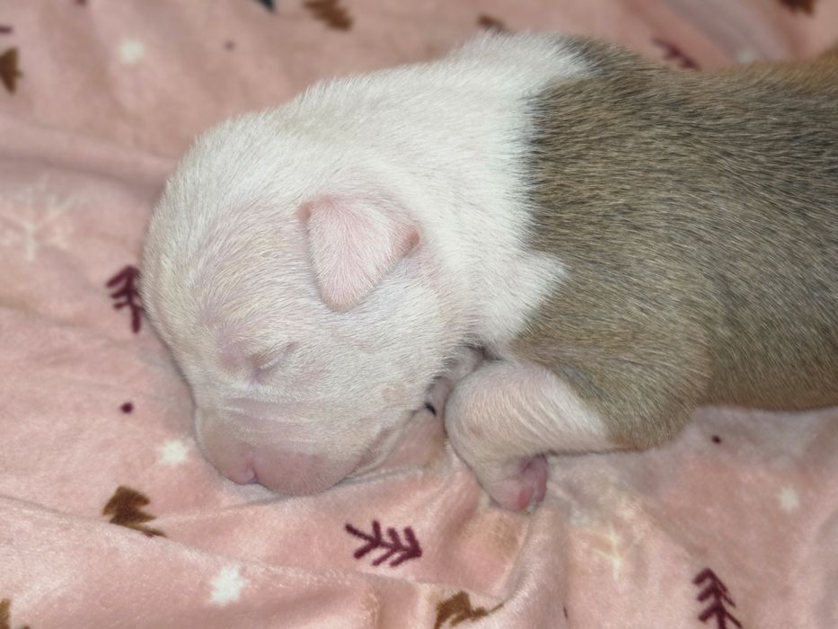 Samczyk American Staffordshire Terrier ZKwP FCI