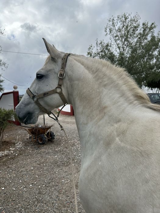 Cavalo Arranjado capado 12 anos