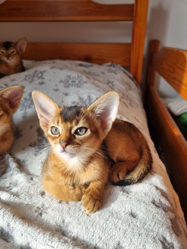 Kotka abisyńska mini-puma