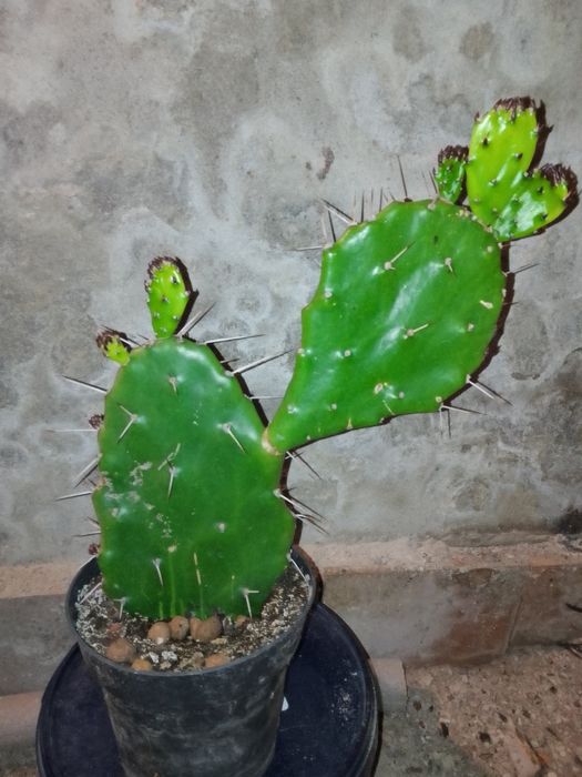 Кактус Опунція Моноканта