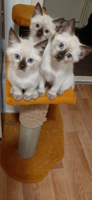Котята   мальчик и девочка сиамские тайский