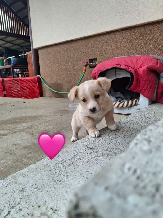 Цуцики шукають люблячу родину