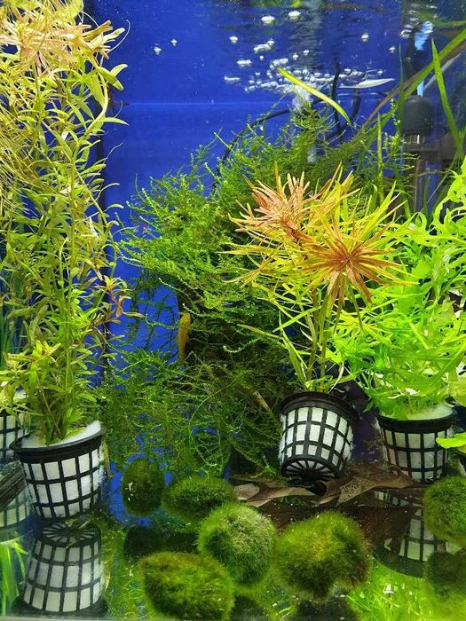 Rośliny akwariowe, mchy - duży wybór; Sklep akwarystyczny AKWAREKS