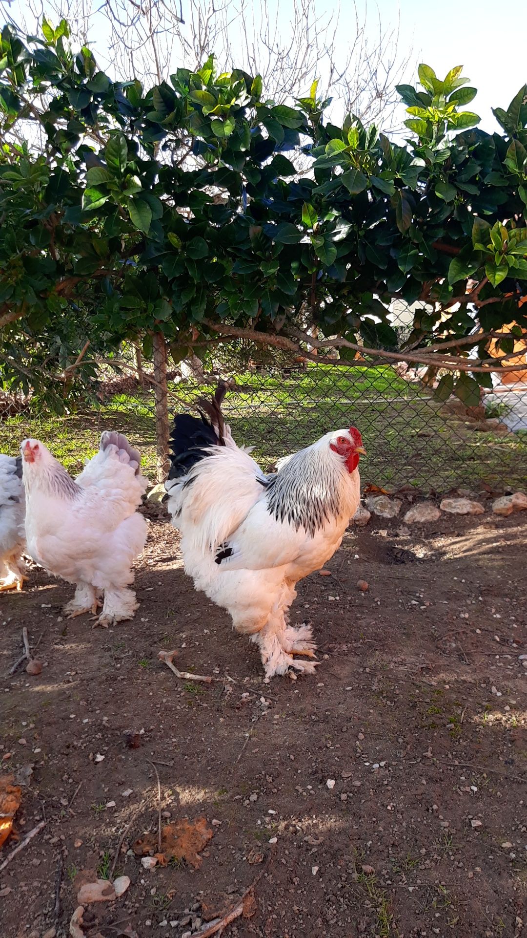 OVOS Brahmas Galinhas Ornamentais Garnizes Sedosas barbudas fracas