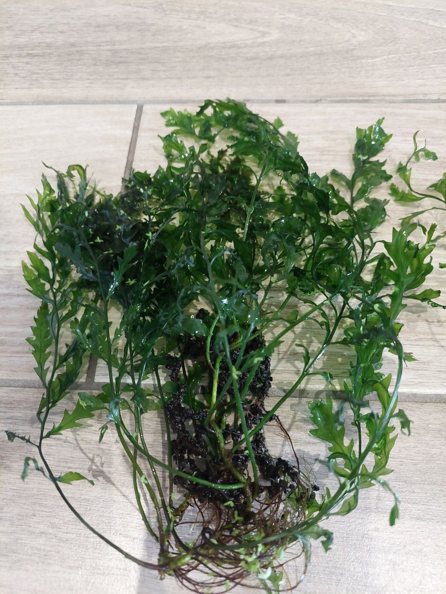 Bolbitis heudelotii