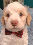 Piesek lagotto romagnolo