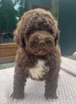 Suczka Lagotto Romagnolo brązowa