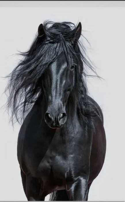 Продам коні лошата