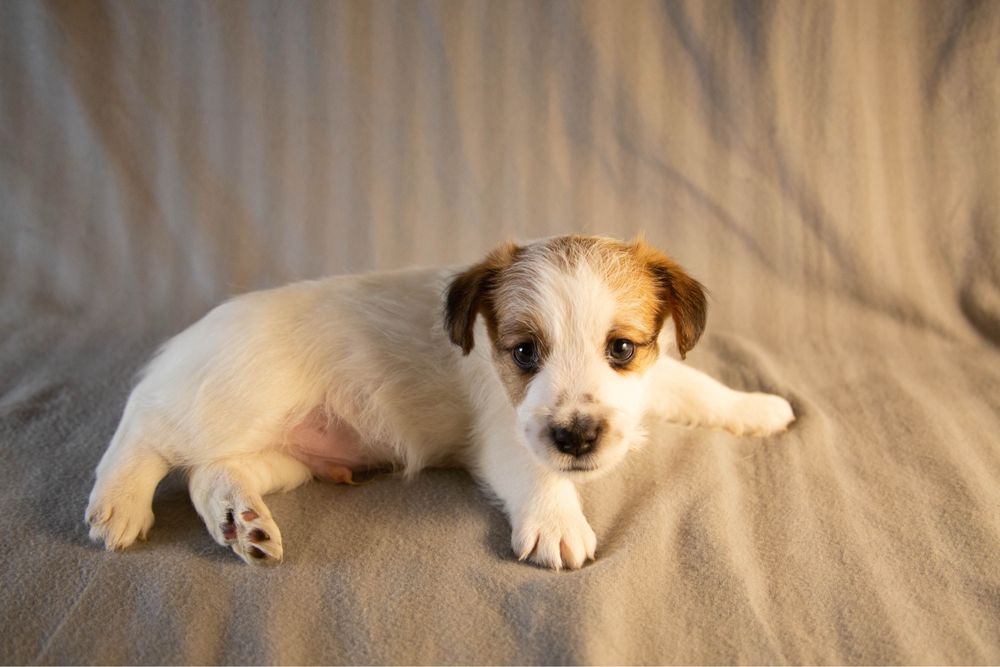 Цуценя Хлопчик Джек Рассел брокен