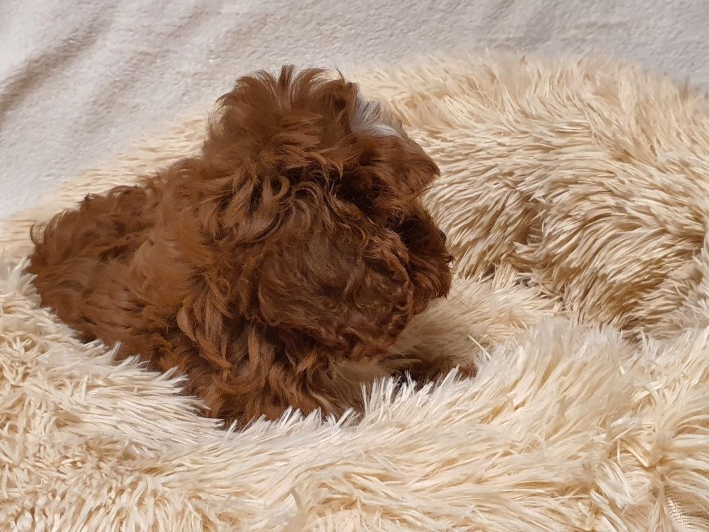 CAVAPOO !! Cudowny szczeniaczek * Hybryda Pudel + Cavalier