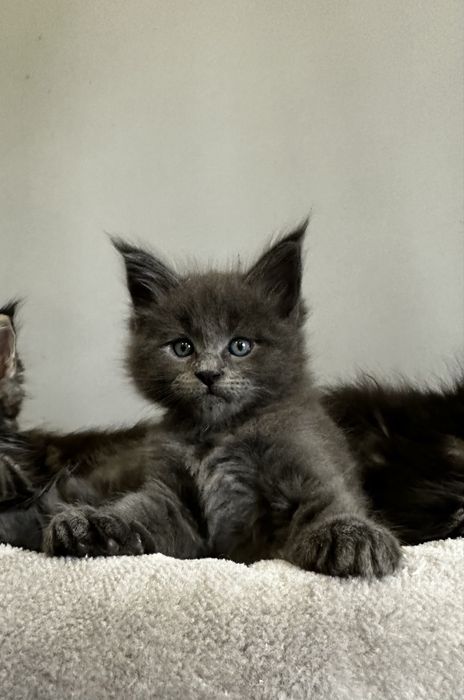 Котята Мейн кун из питомника