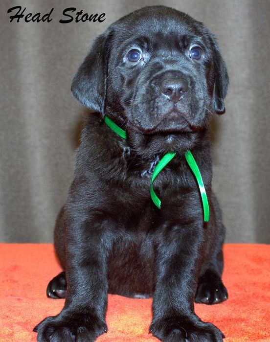 Перспективные щенки Лабрадор ретривер