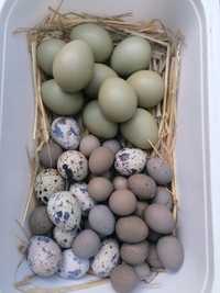 Ovos galados de faisão goleira