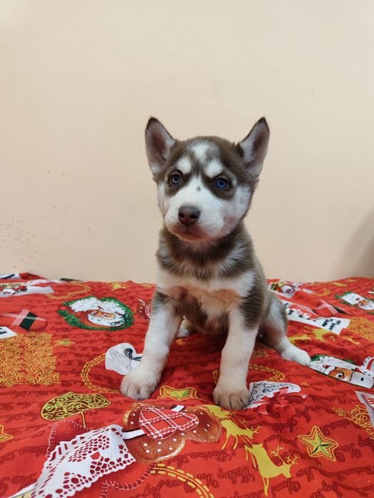 Сибірський хаскі- цуценя.