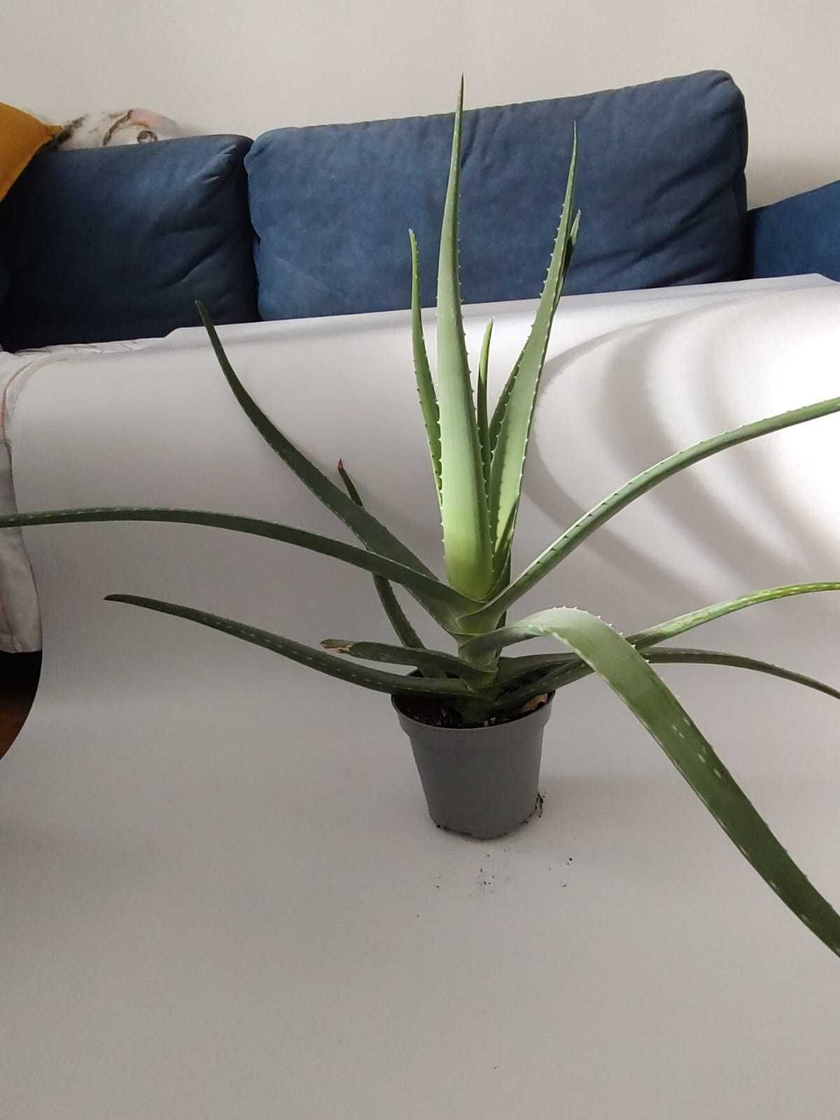 Aloes bardzo duży