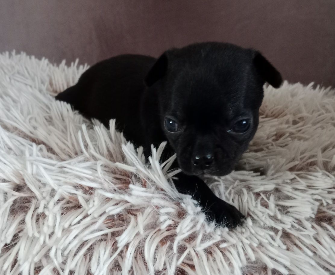 Czarna dziewczynka chihuahua