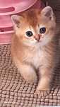 Scottish Fold e Scottish Straight.