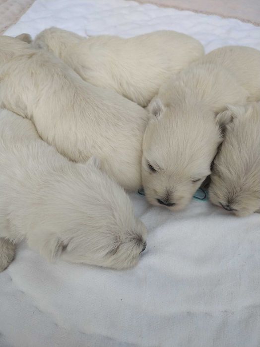 West Highland White Terrier pieski,suczki