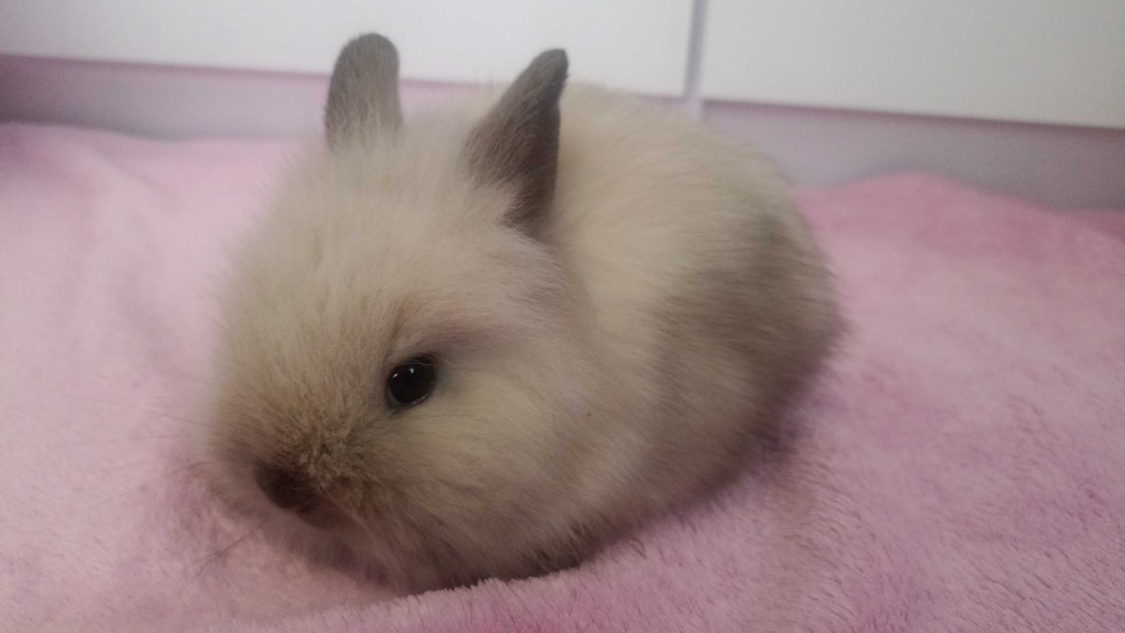 Królik Karzełek Teddy królik Miniaturka gotowe do odbioru króliczki