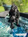 Cocker Spaniel Angielski szczeniak sunia