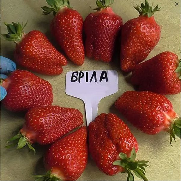 Продам саджанці полуниці Амі і брілла