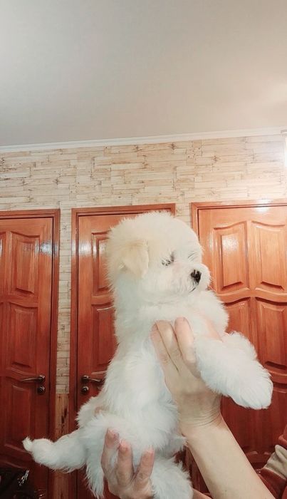 Щенки Мальтезе, мальтийская болонка