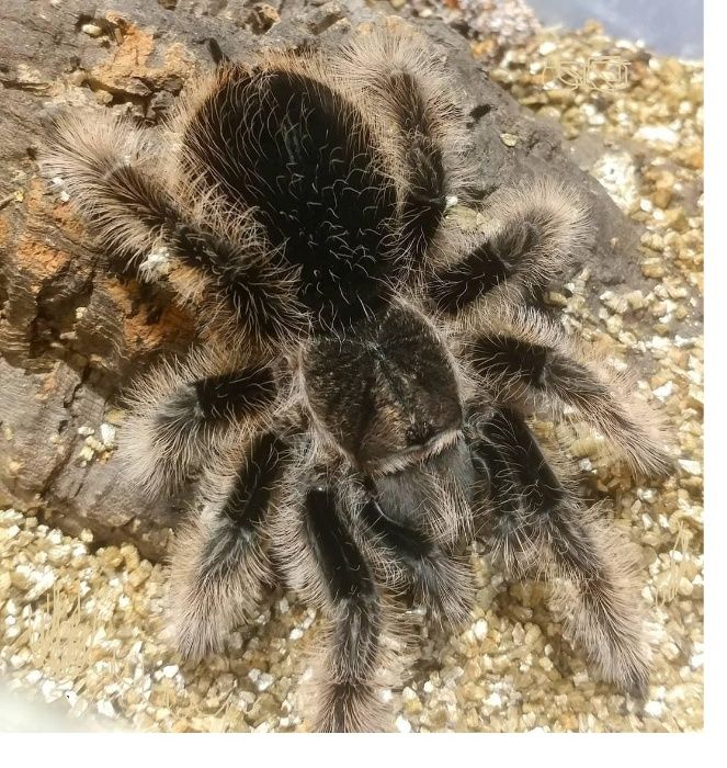 Brachypelma albopilosum 'Nicaragua' малыши паука птицееда редкого