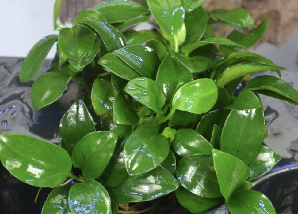 Anubias rosliny akwariowe roslinki mam tez inne