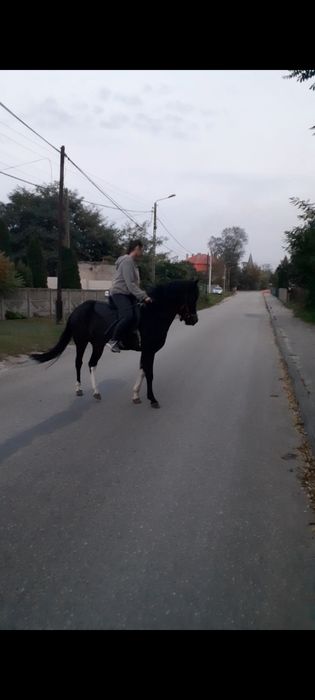 Klacz huculska idealna pod siodło