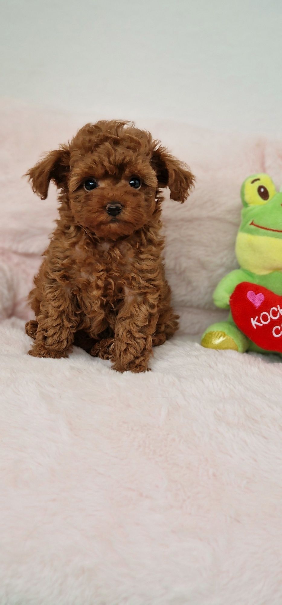 Pudel toy,  red-brown,  suczka