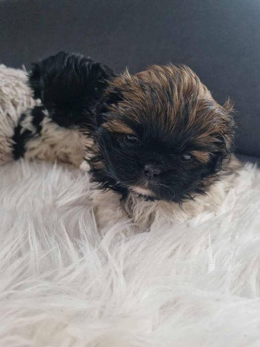 Pekińczyk szczeniak piesek