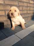 Labrador retriever szczeniak z rodowodem