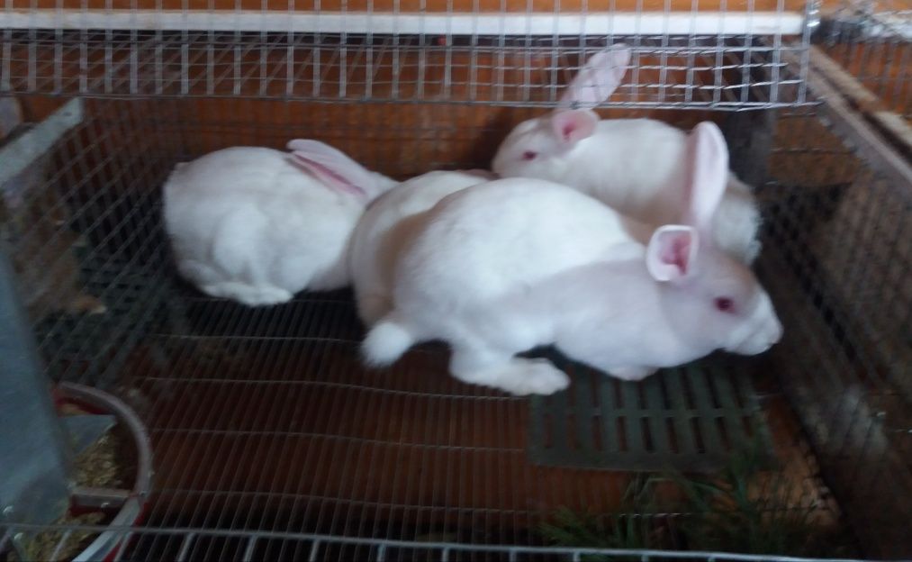 Продам кролей порода термонская белая