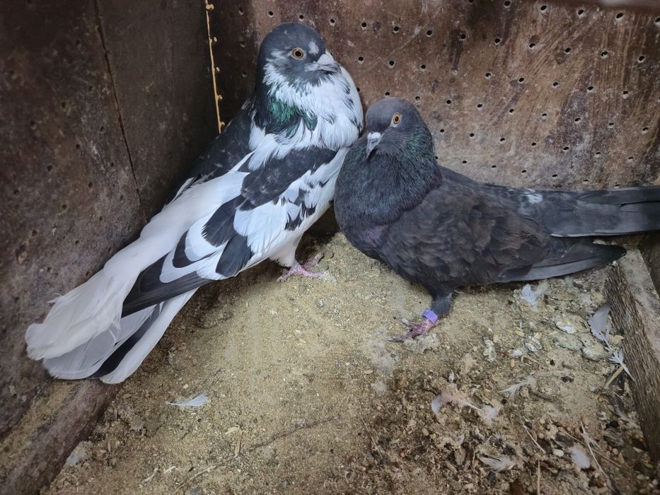 Gołębie orliki mikołajewskie