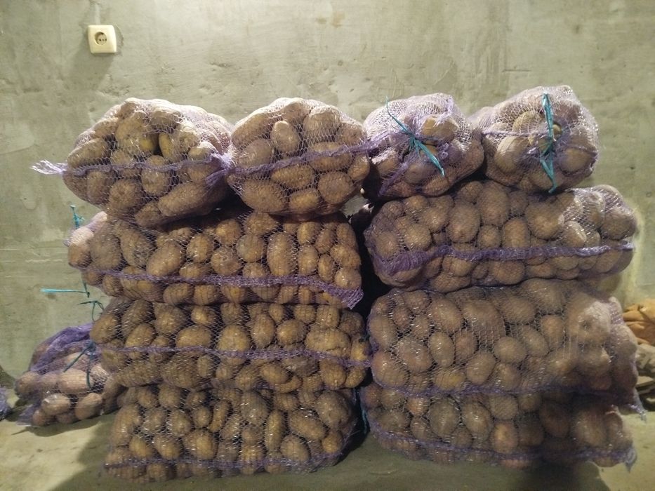 Продам домашню картопля також буряк та моркву