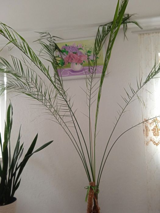 Фінікова пальма вазон кімнатний